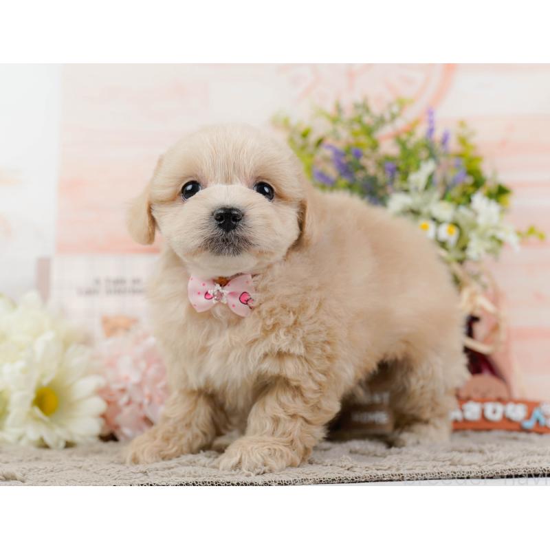 販売中の神奈川県のミックス犬-445179の11枚目