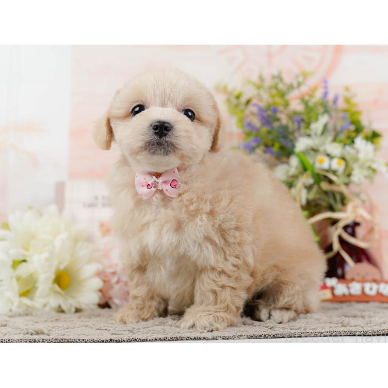 販売中の神奈川県のミックス犬-445179の10枚目