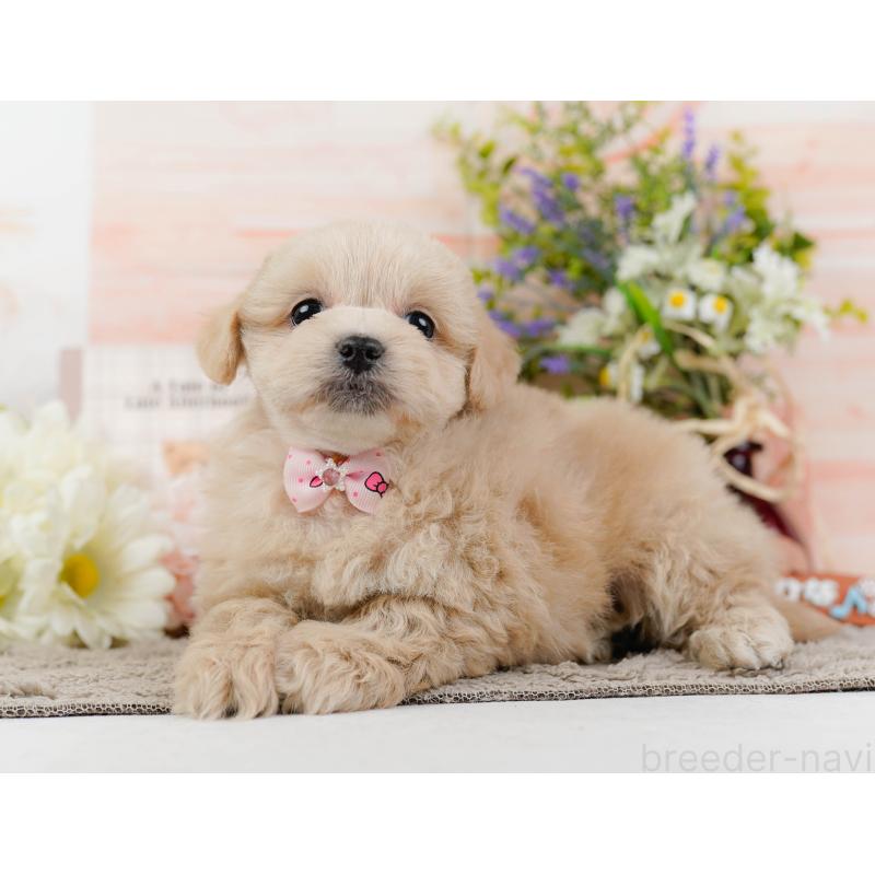 販売中の神奈川県のミックス犬-445179の9枚目