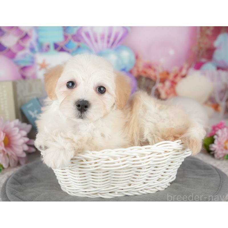 販売中の千葉県のミックス犬-445142の6枚目