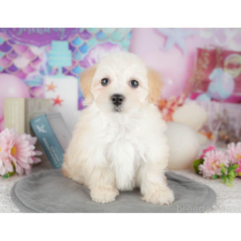 販売中の千葉県のミックス犬-445142の3枚目