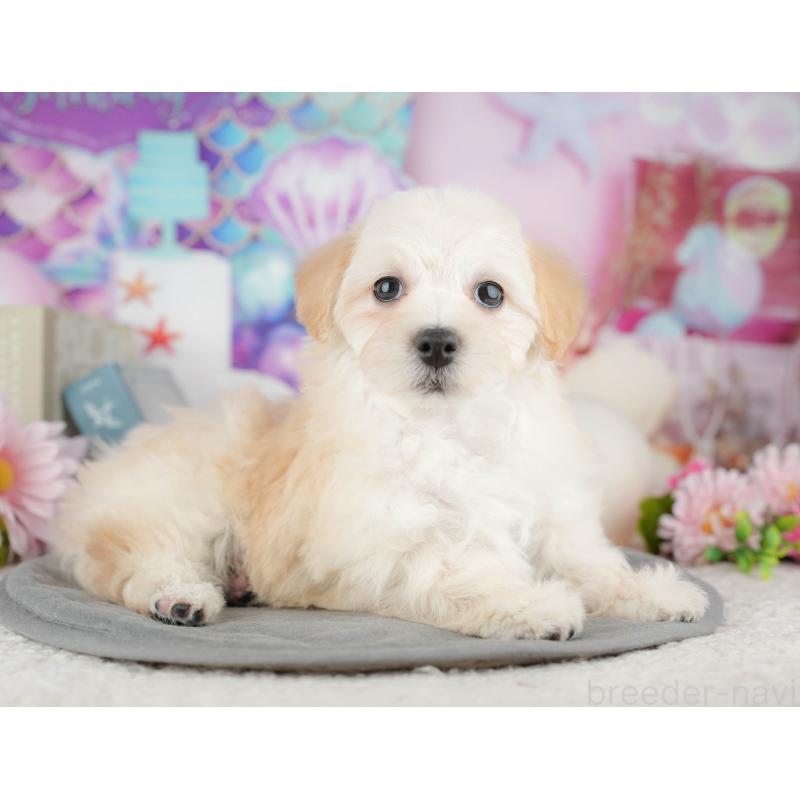 販売中の千葉県のミックス犬-445142の2枚目