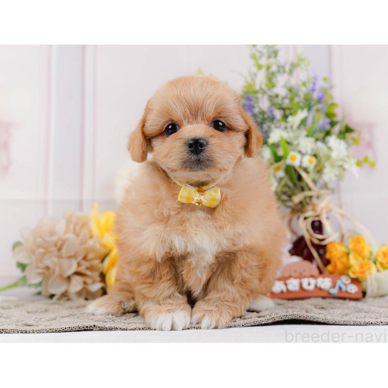 販売中の神奈川県のミックス犬-445180の13枚目