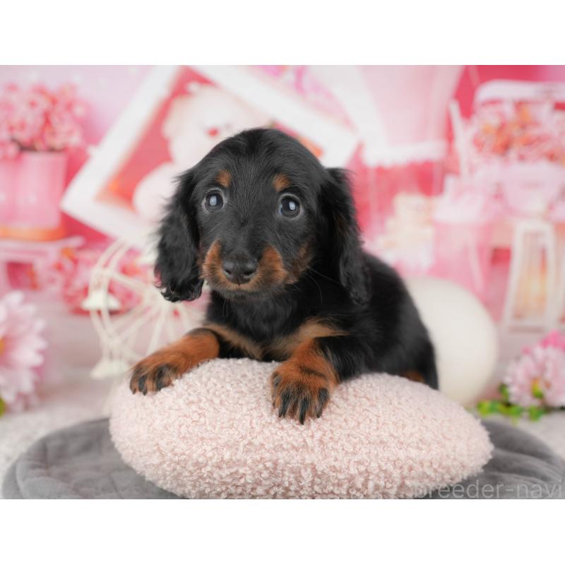 販売中の千葉県のミニチュアダックスフンド(ロングヘアード)-444713の11枚目