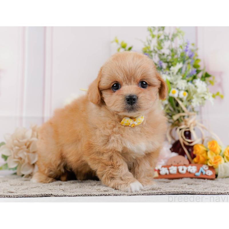 販売中の神奈川県のミックス犬-445180の12枚目