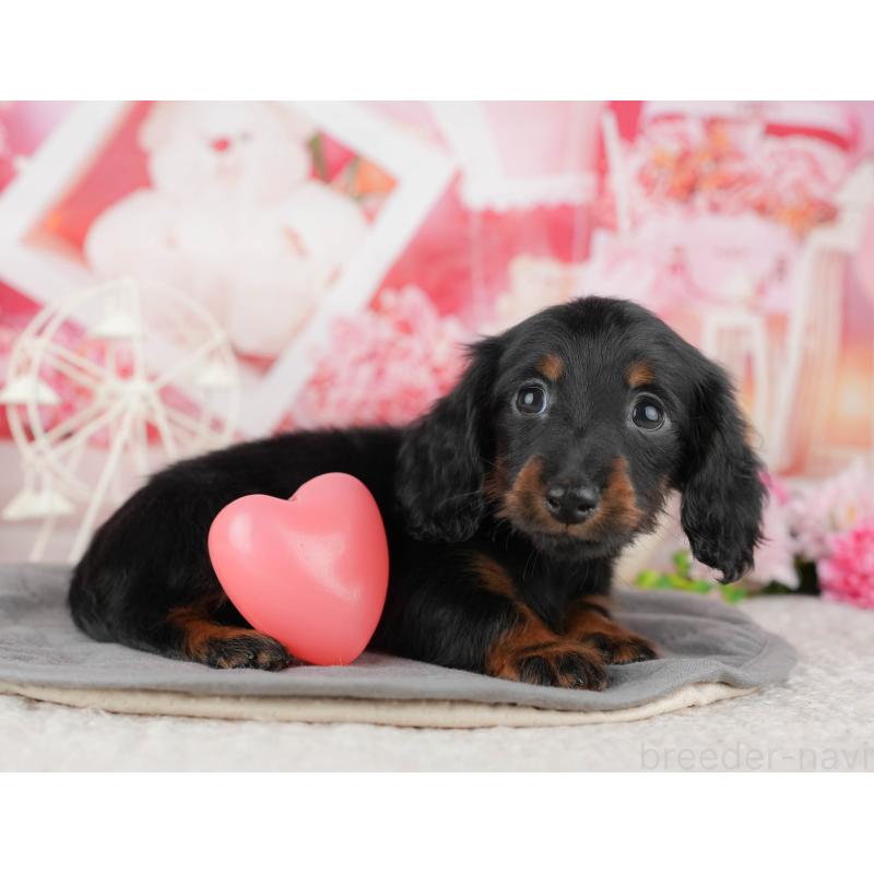 販売中の千葉県のミニチュアダックスフンド(ロングヘアード)-444713の10枚目