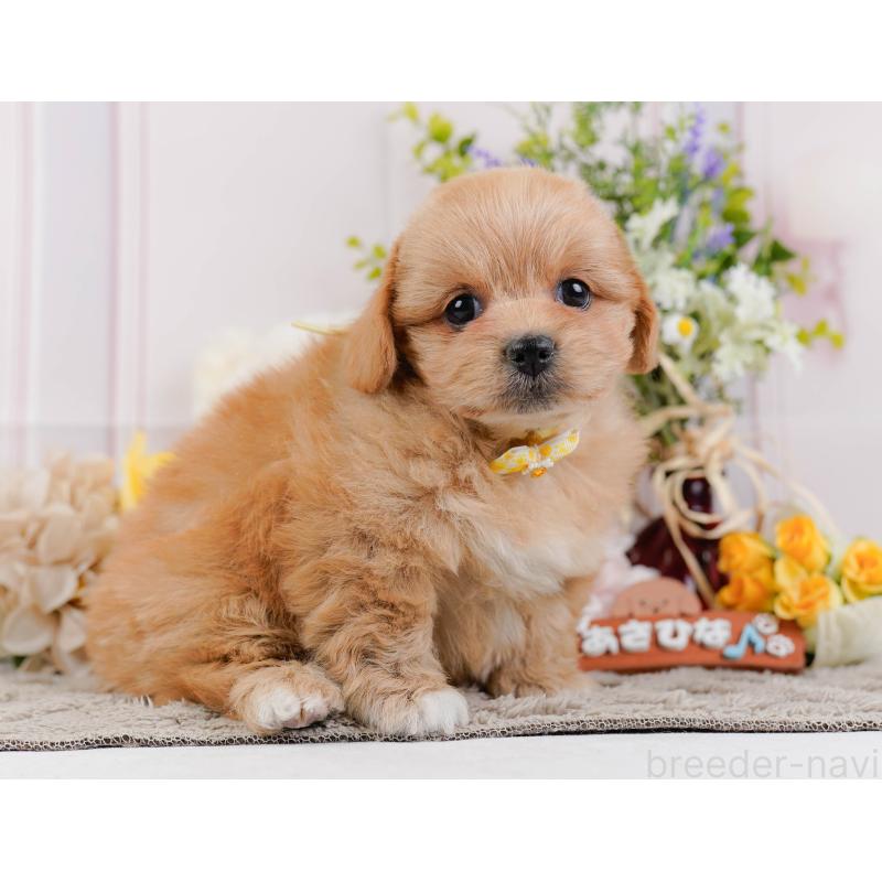 販売中の神奈川県のミックス犬-445180の11枚目