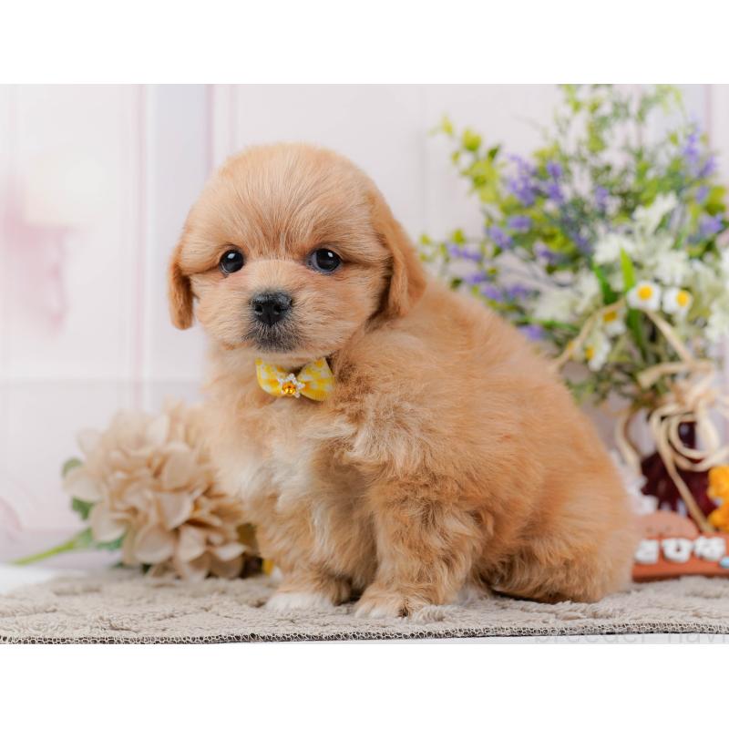 販売中の神奈川県のミックス犬-445180の10枚目