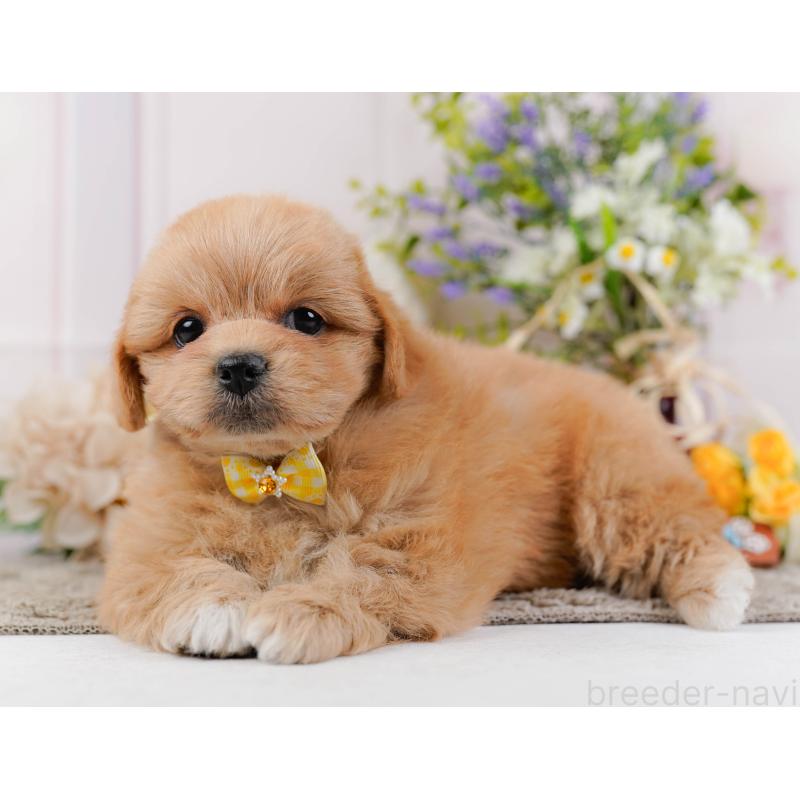 販売中の神奈川県のミックス犬-445180の9枚目