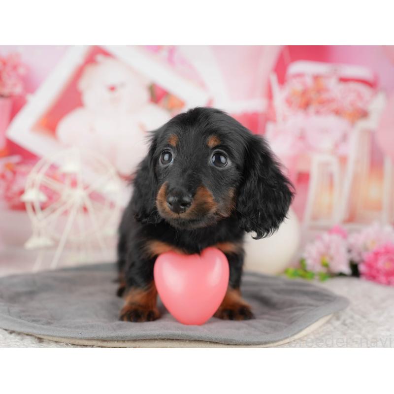 販売中の千葉県のミニチュアダックスフンド(ロングヘアード)-444713の7枚目