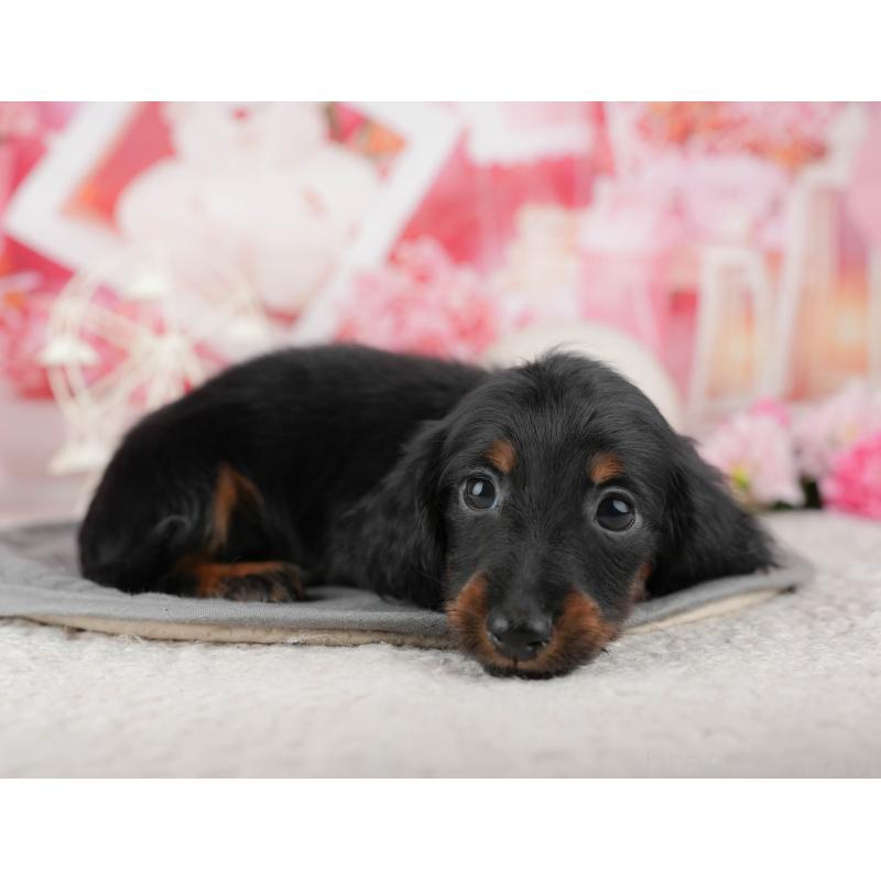 販売中の千葉県のミニチュアダックスフンド(ロングヘアード)-444713の6枚目