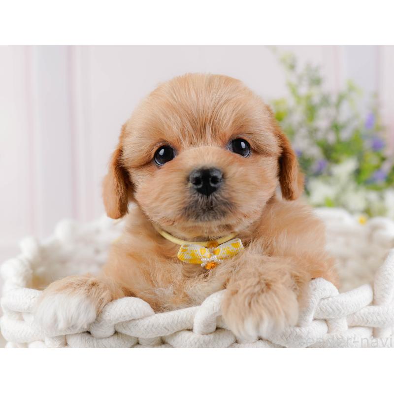 販売中の神奈川県のミックス犬-445180の8枚目