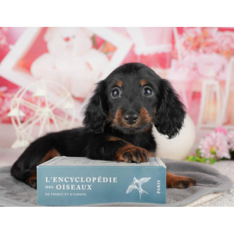 販売中の千葉県のミニチュアダックスフンド(ロングヘアード)-444713の4枚目