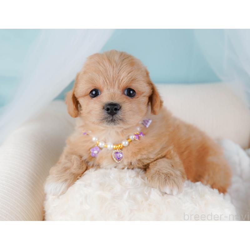 販売中の神奈川県のミックス犬-445180の6枚目