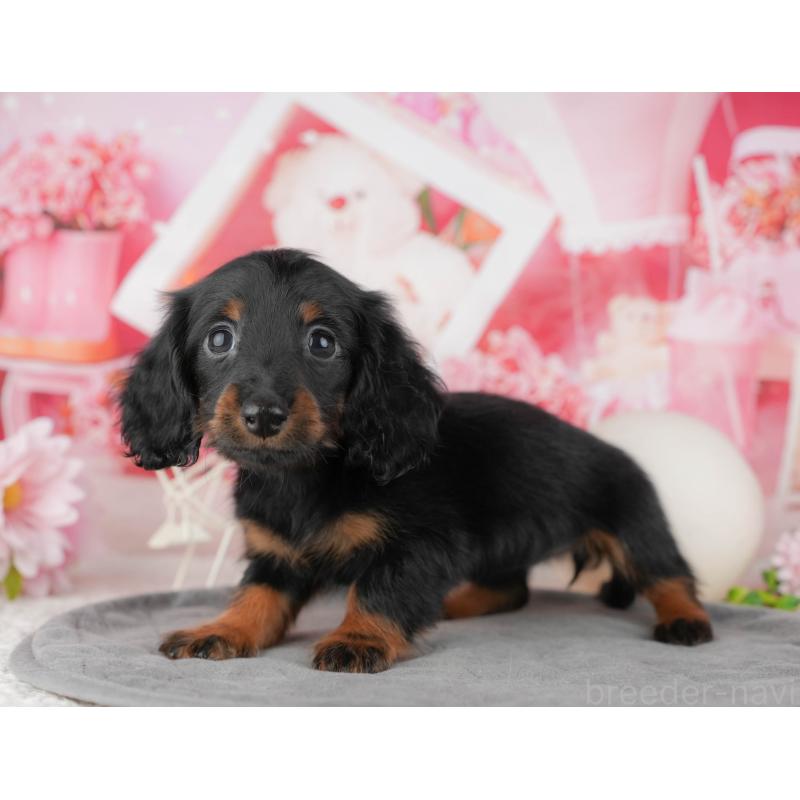 販売中の千葉県のミニチュアダックスフンド(ロングヘアード)-444713の3枚目