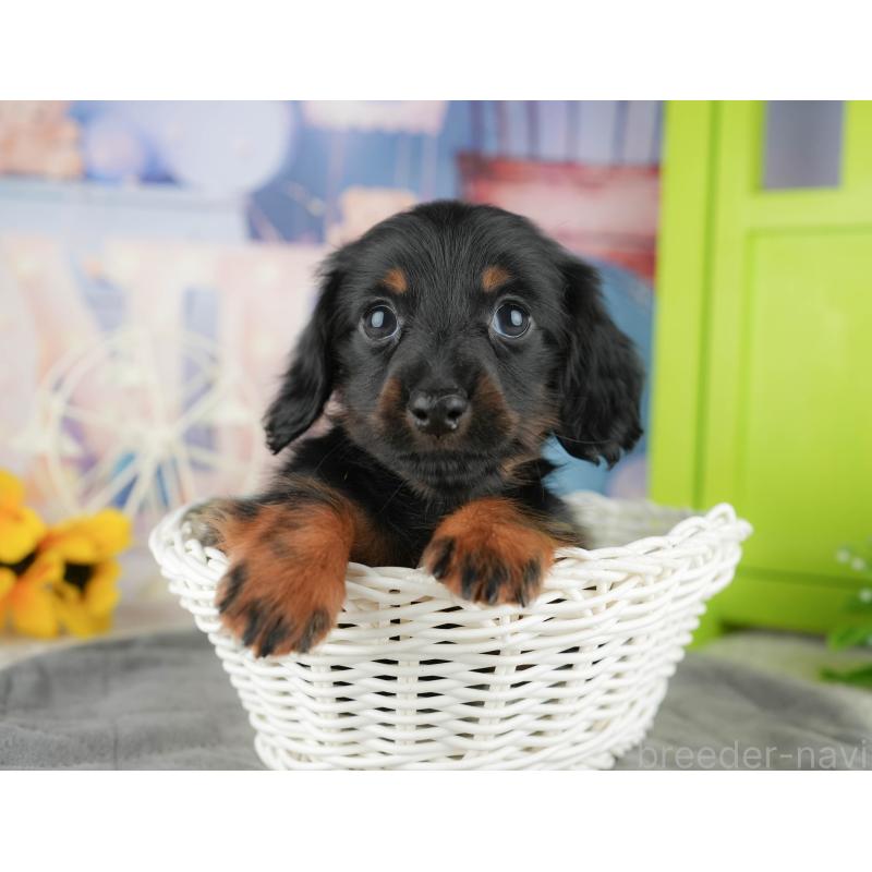 販売中の千葉県のミニチュアダックスフンド(ロングヘアード)-444714の1枚目