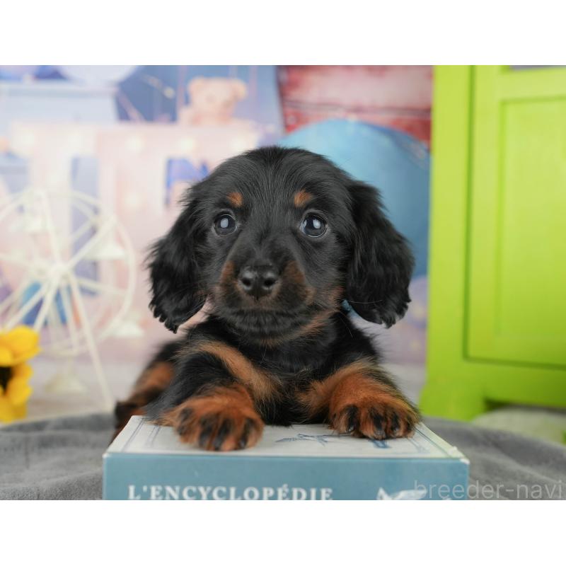 販売中の千葉県のミニチュアダックスフンド(ロングヘアード)-444714の11枚目