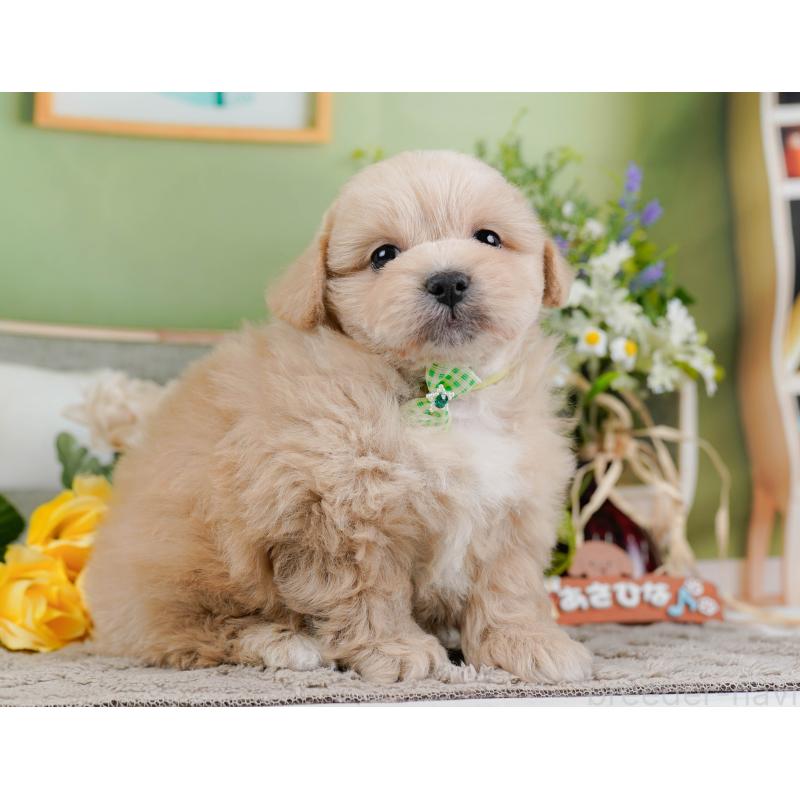 販売中の神奈川県のミックス犬-445181の12枚目