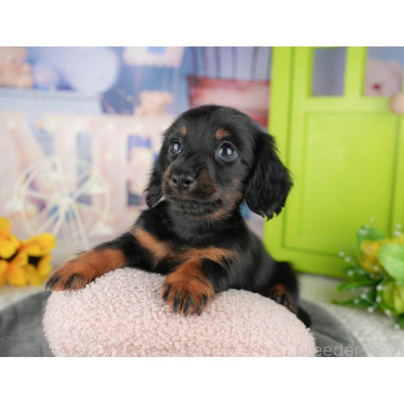 販売中の千葉県のミニチュアダックスフンド(ロングヘアード)-444714の10枚目