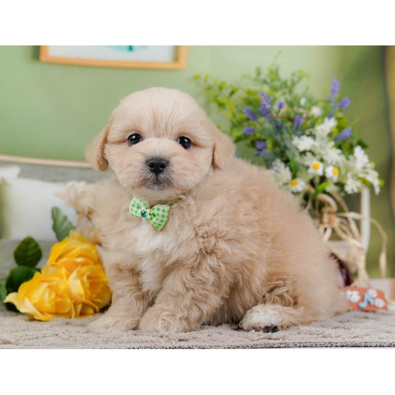 販売中の神奈川県のミックス犬-445181の11枚目