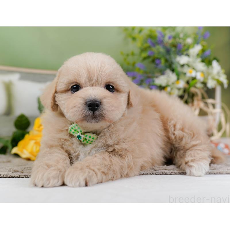 販売中の神奈川県のミックス犬-445181の10枚目