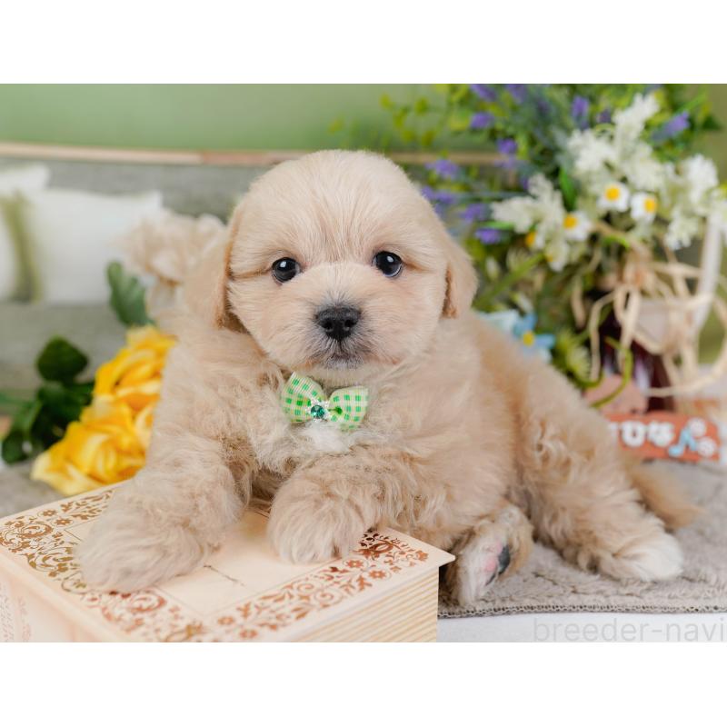 販売中の神奈川県のミックス犬-445181の9枚目