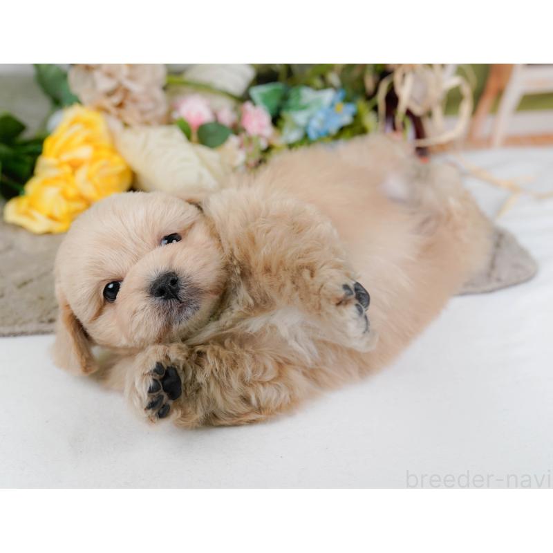 販売中の神奈川県のミックス犬-445181の8枚目