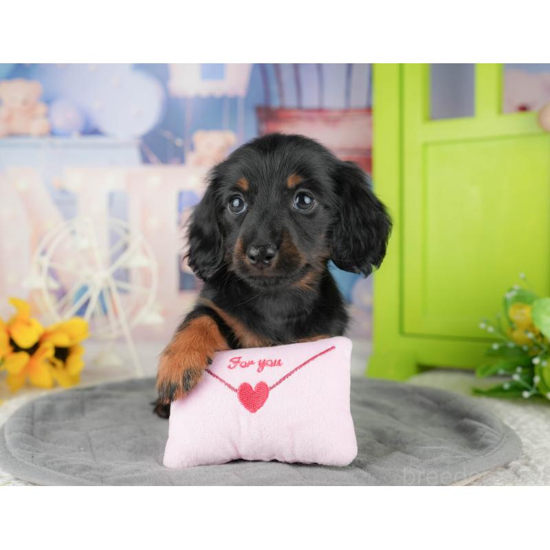 販売中の千葉県のミニチュアダックスフンド(ロングヘアード)-444714の4枚目