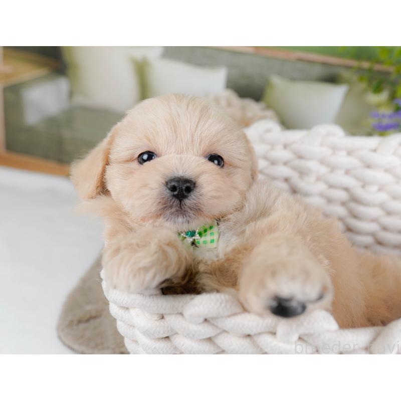 販売中の神奈川県のミックス犬-445181の7枚目