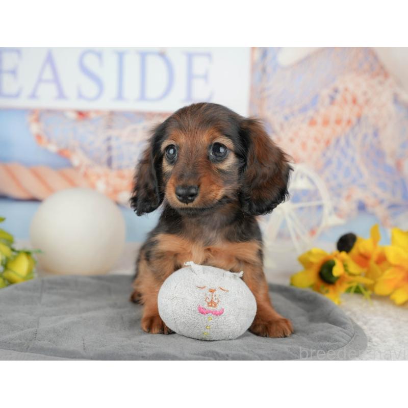 販売中の千葉県のミニチュアダックスフンド(ロングヘアード)-444718の1枚目