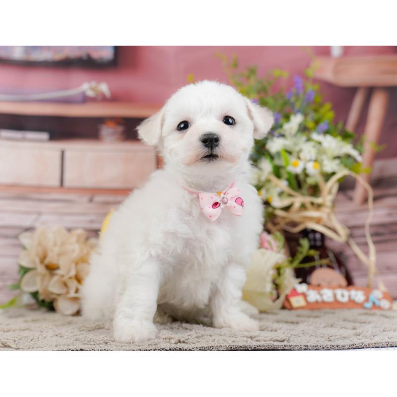 販売中の神奈川県のビションフリーゼ-445182の13枚目