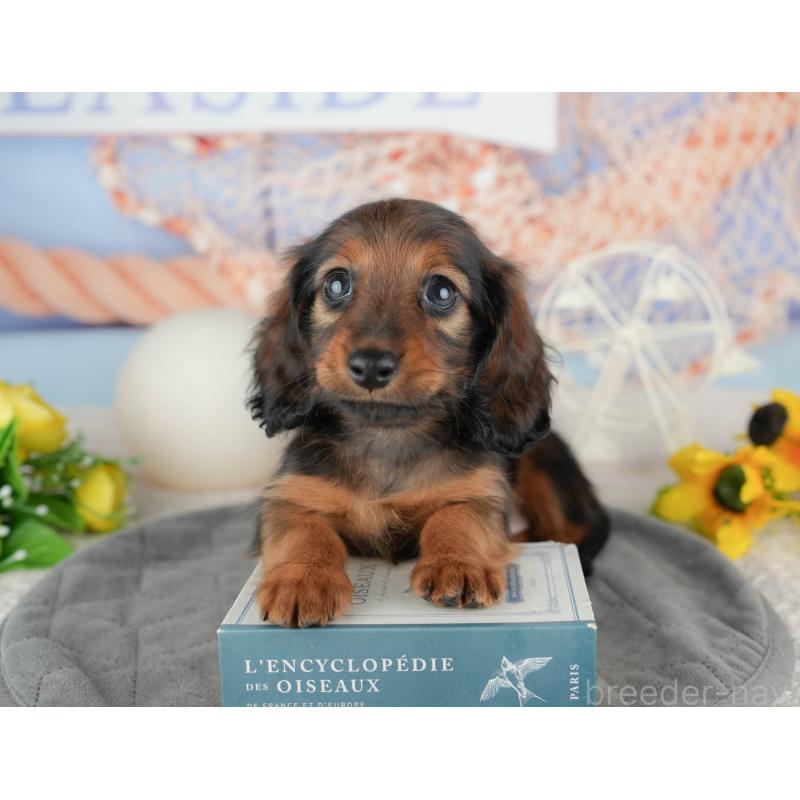 販売中の千葉県のミニチュアダックスフンド(ロングヘアード)-444718の11枚目