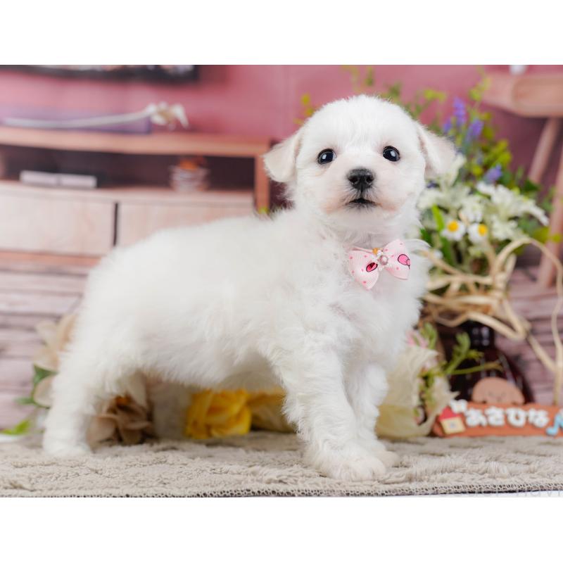 販売中の神奈川県のビションフリーゼ-445182の12枚目