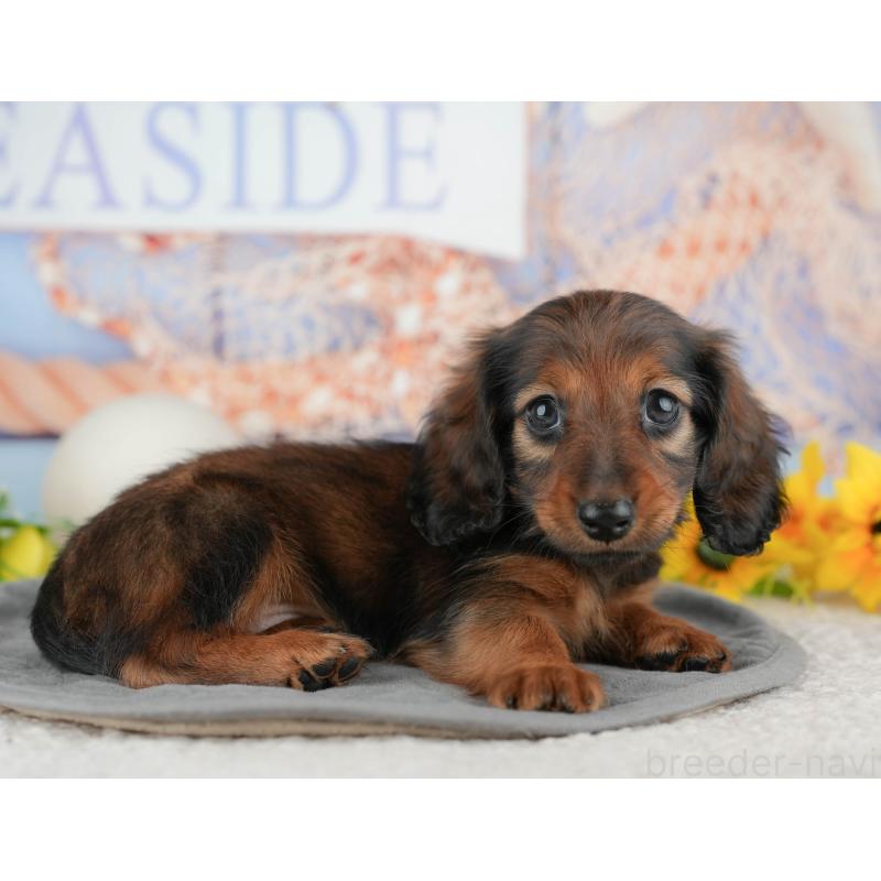 販売中の千葉県のミニチュアダックスフンド(ロングヘアード)-444718の9枚目