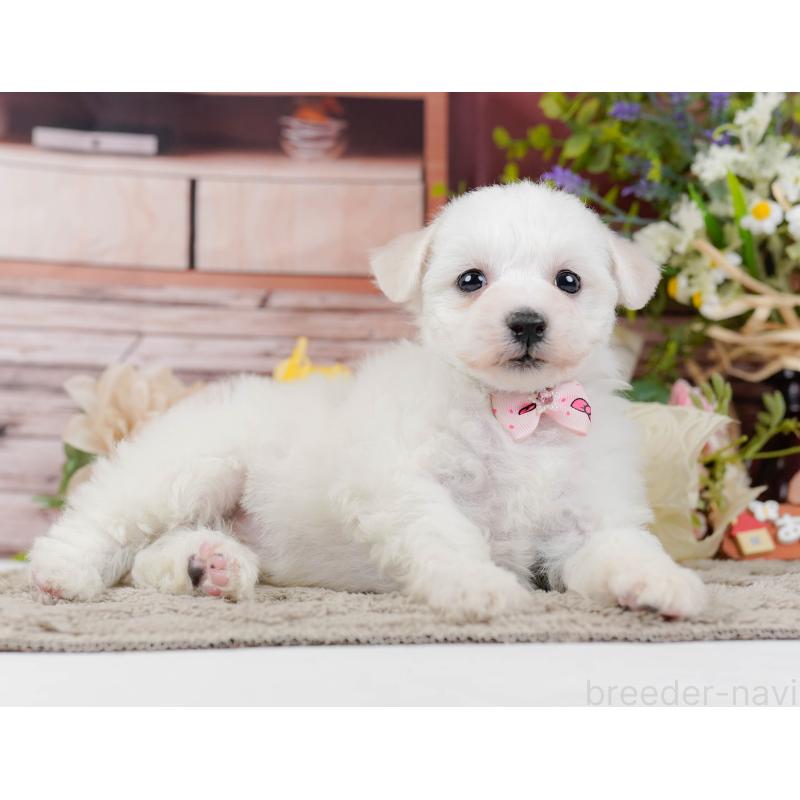 販売中の神奈川県のビションフリーゼ-445182の10枚目