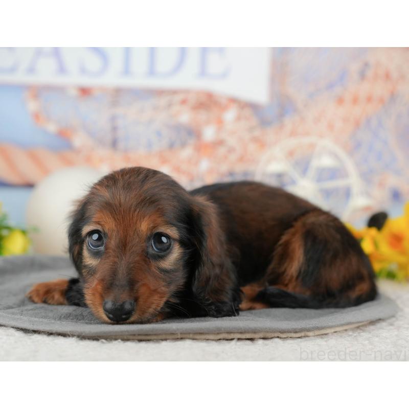 販売中の千葉県のミニチュアダックスフンド(ロングヘアード)-444718の8枚目