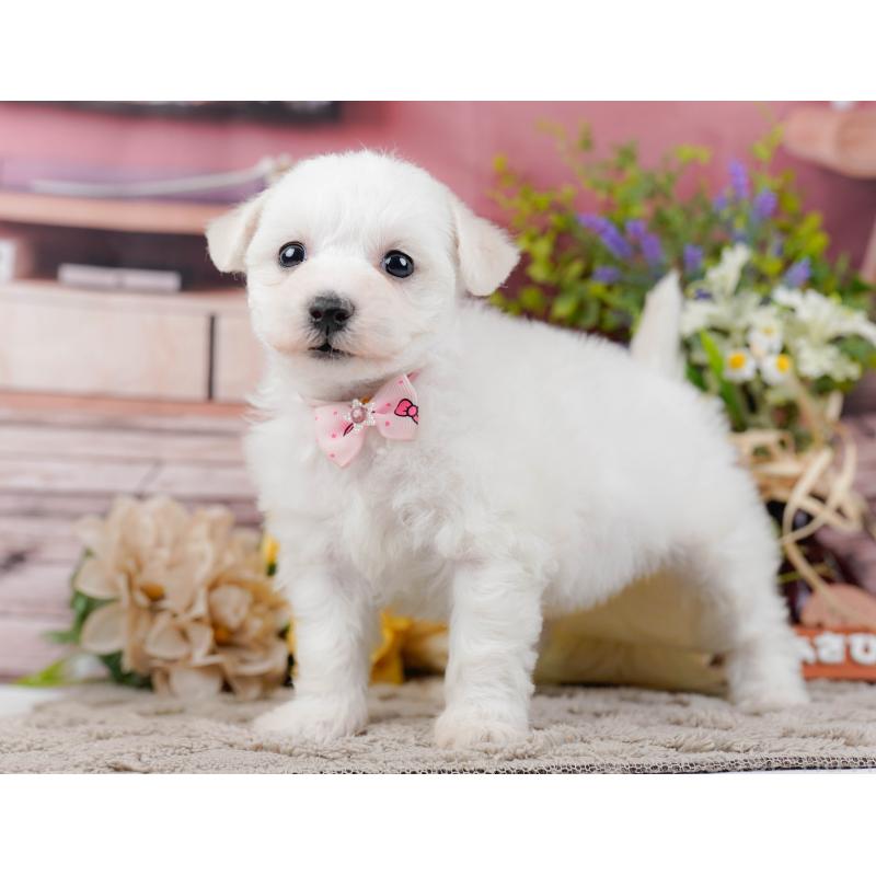 販売中の神奈川県のビションフリーゼ-445182の9枚目