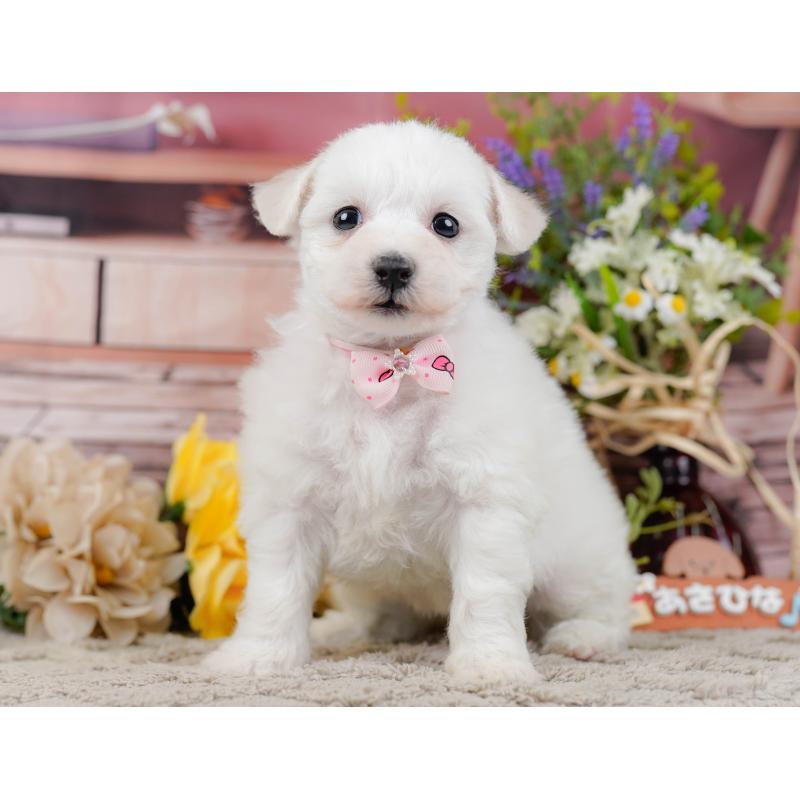 販売中の神奈川県のビションフリーゼ-445182の8枚目