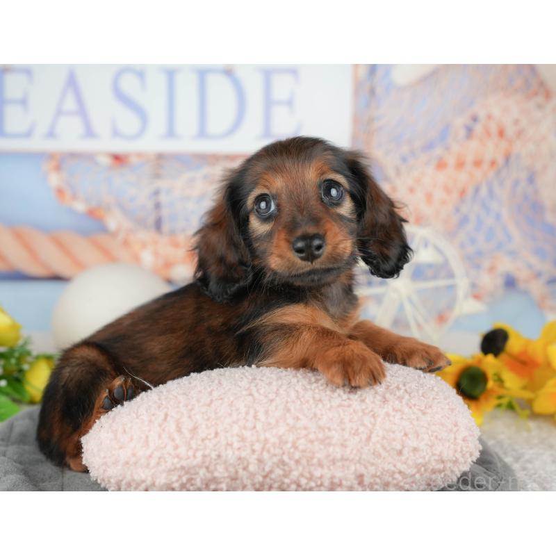 販売中の千葉県のミニチュアダックスフンド(ロングヘアード)-444718の6枚目