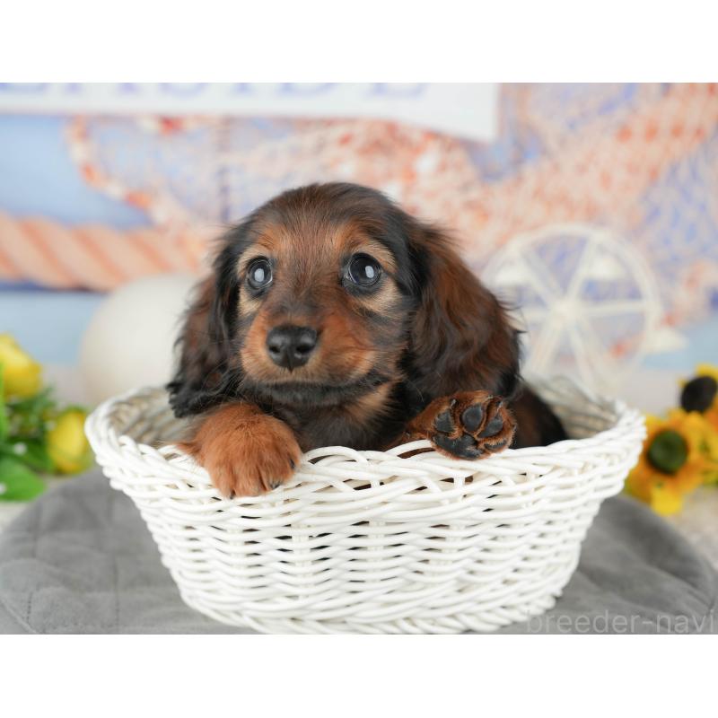 販売中の千葉県のミニチュアダックスフンド(ロングヘアード)-444718の5枚目