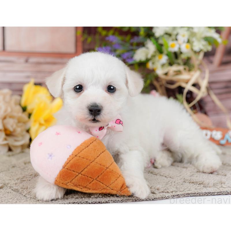 販売中の神奈川県のビションフリーゼ-445182の7枚目