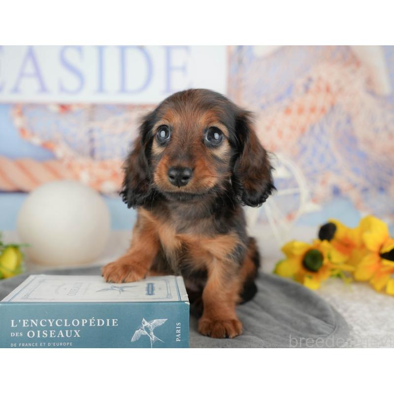 販売中の千葉県のミニチュアダックスフンド(ロングヘアード)-444718の4枚目