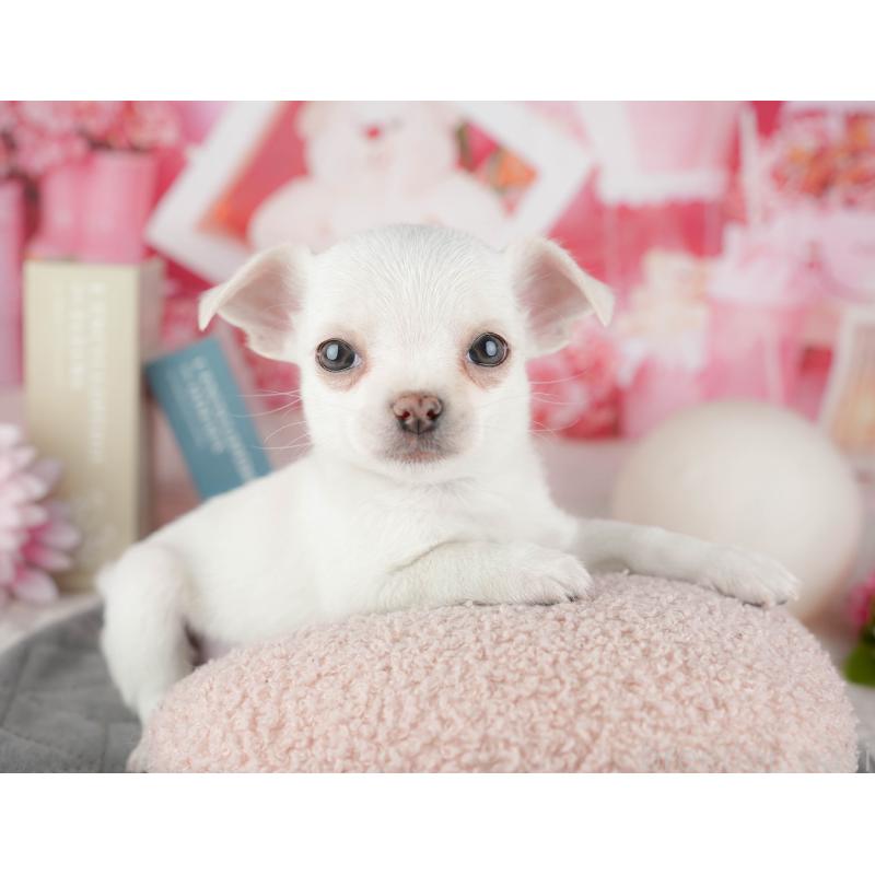 販売中の千葉県のチワワ(スムースコート)-444752の11枚目