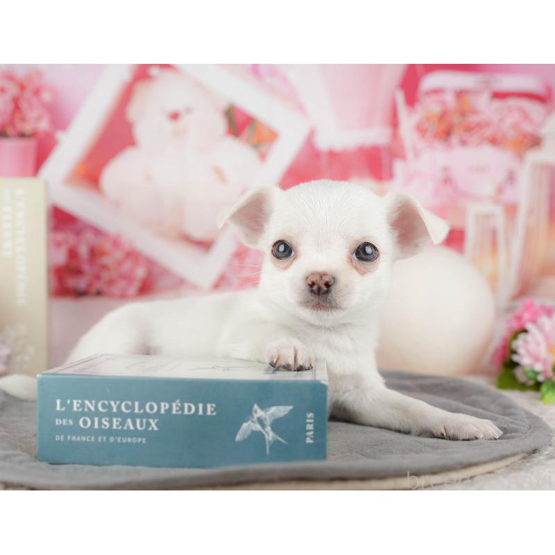 販売中の千葉県のチワワ(スムースコート)-444752の7枚目