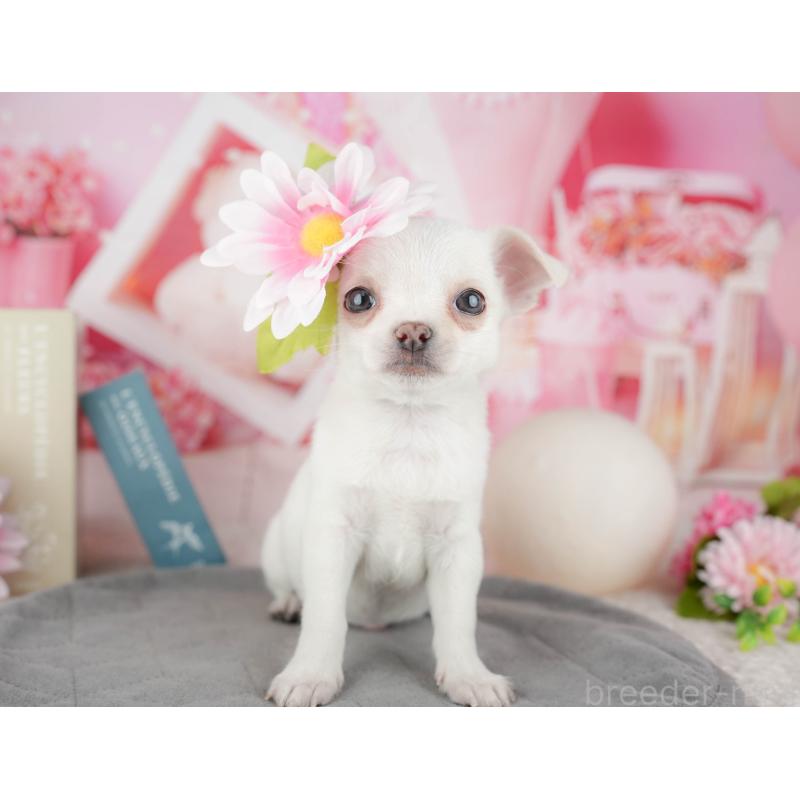 販売中の千葉県のチワワ(スムースコート)-444752の3枚目