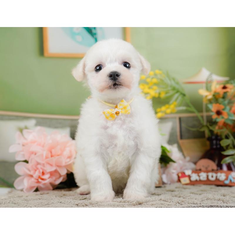 販売中の神奈川県のビションフリーゼ-445183の13枚目