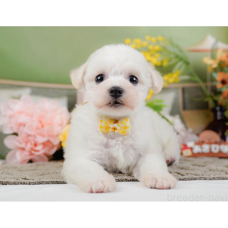 販売中の神奈川県のビションフリーゼ-445183の12枚目