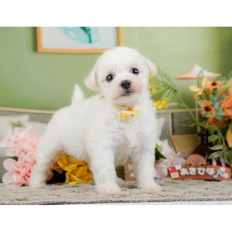 販売中の神奈川県のビションフリーゼ-445183の11枚目