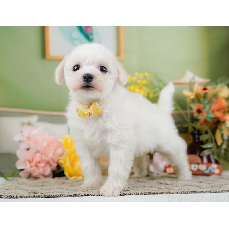 販売中の神奈川県のビションフリーゼ-445183の10枚目