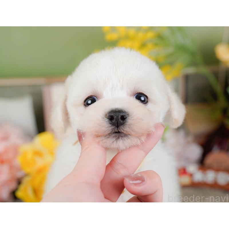 販売中の神奈川県のビションフリーゼ-445183の8枚目